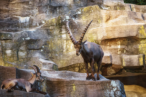 Kozel, Wildnispark Zürich, Zürich, fuhrmann art